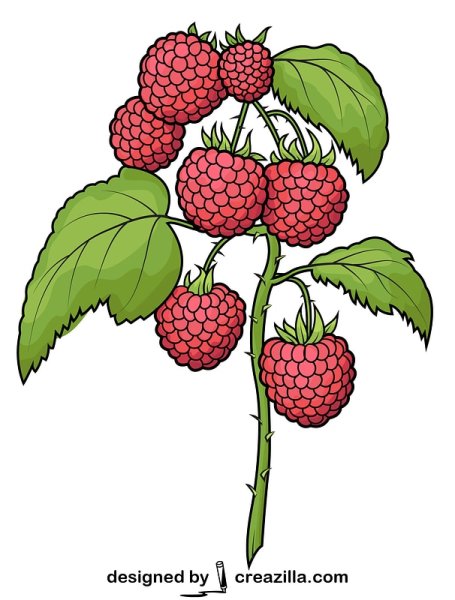 Куст малины для детей