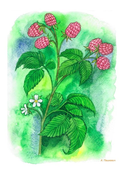 Нарисовать куст малины