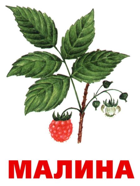 Ягоды картинки для детей с названиями
