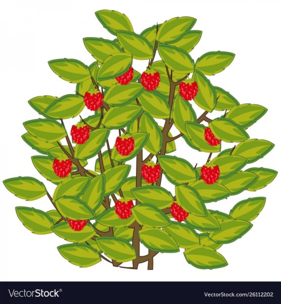 Малина обыкновенная кустарник