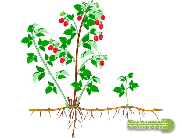 Лесные ягоды раскраска