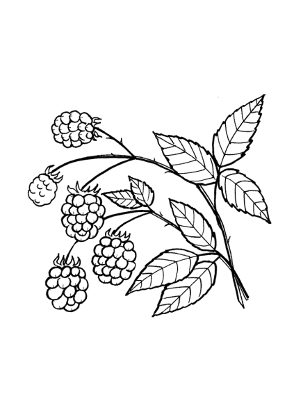 Куст малины референс