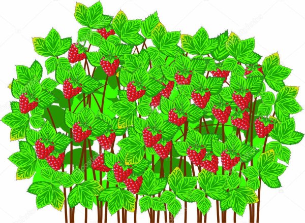 Куст малины без ягод