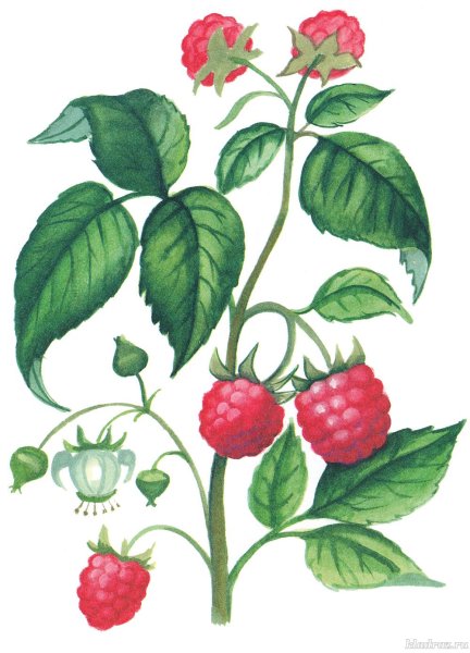 Куст с ягодами для детей