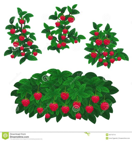 Малина обыкновенная Фармакогнозия