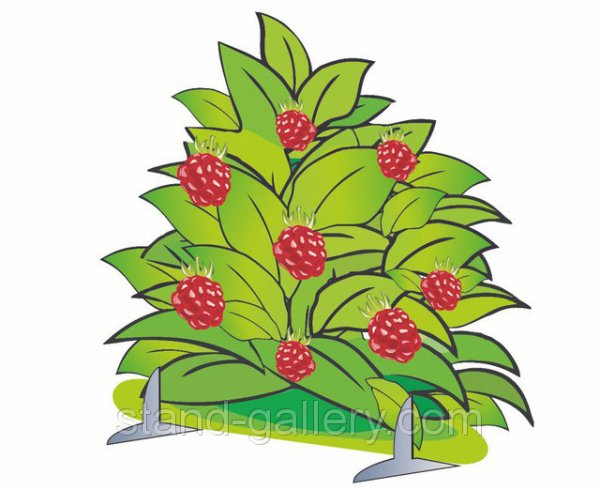 Ежевика раскраска