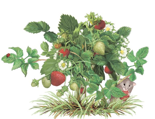 Лесные ягоды раскраска