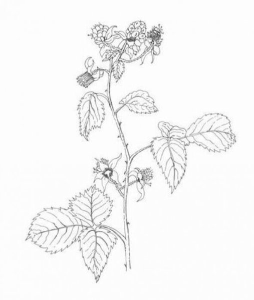 Малина и шиповник