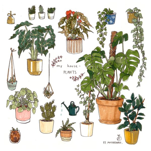 Зарисовки комнатных растений