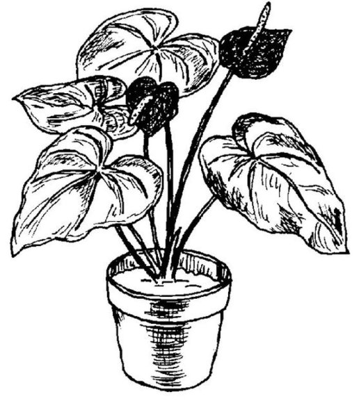 Антуриум Андре рисунок