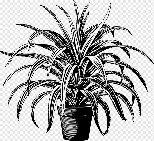Рисование комнатные растения хлорофитум