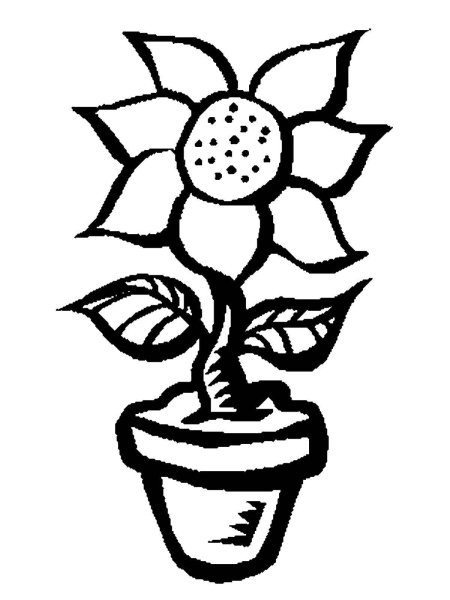 Узамбарская фиалка раскраска