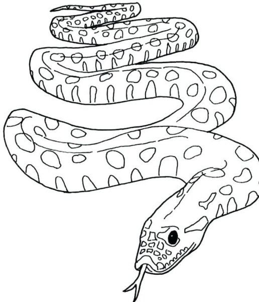 Раскраска змея Анаконда