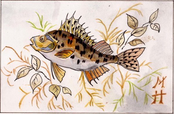 Нарисовать ерша