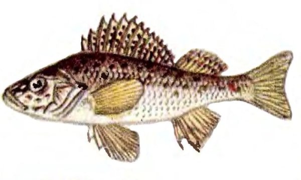 Ёрш картика для детей