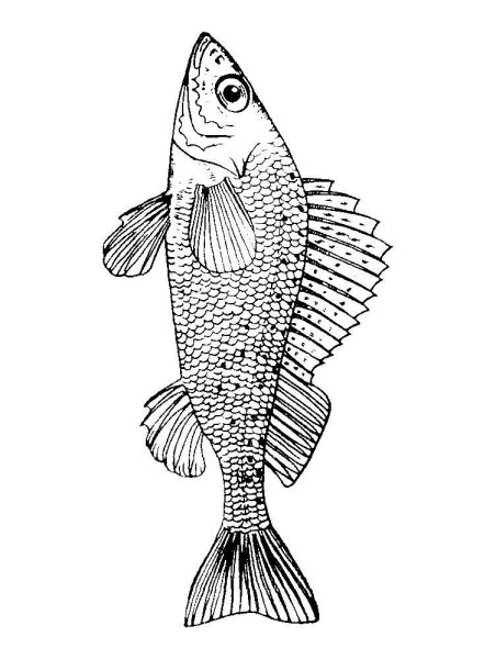 Ерш раскраска