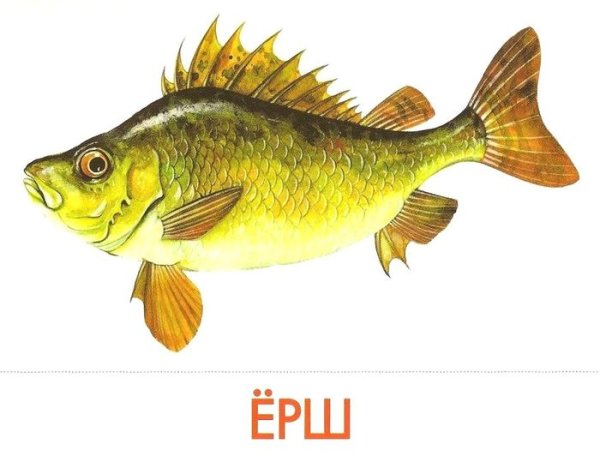 Речные рыбы для детей