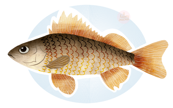 Ерш для детей