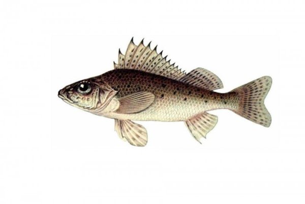 Ерш на прозрачном фоне