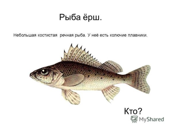 Ёрш картика для детей