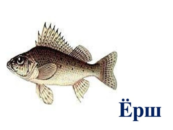 Рыба Ерш для детей