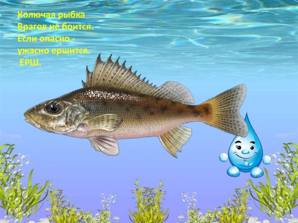 Ерш картина