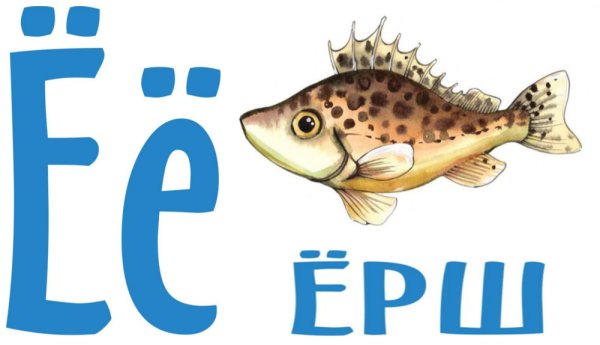 Ерш рисунок