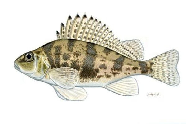 Ёрш картика для детей