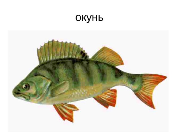 Окунь вектор