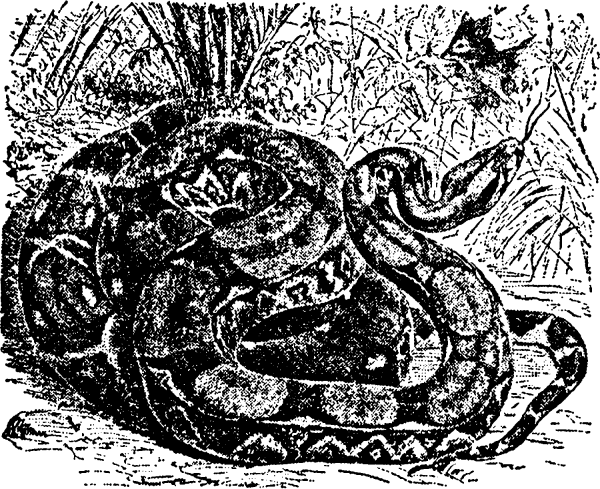 Я познаю мир змеи крокодилы