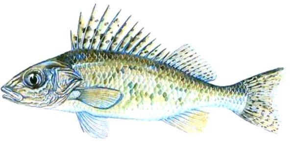 Рыба Ерш для детей