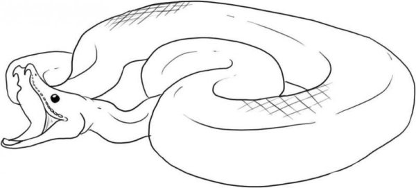 ТИТАНОБОА змея раскраска