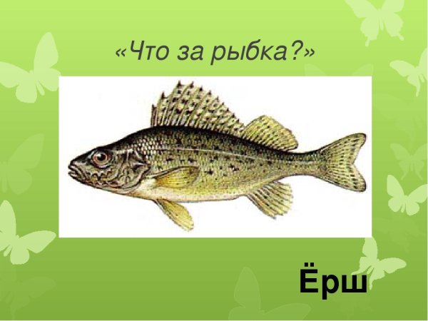 Ерш рисунок