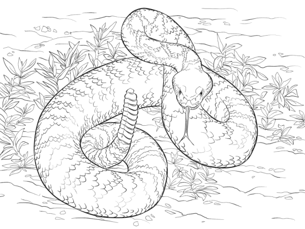 Раскраски животные змея