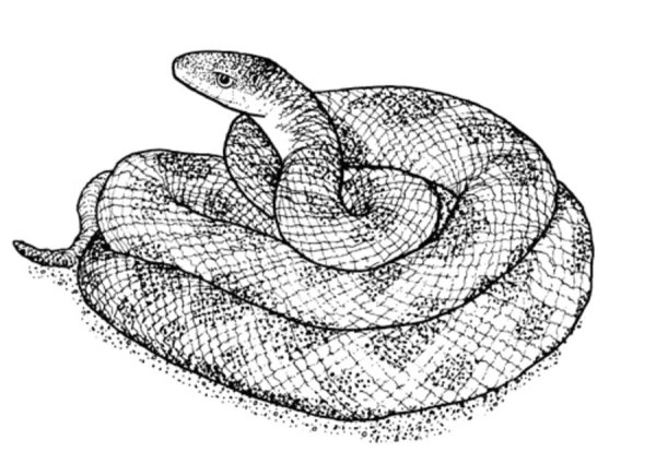 Змея схематично