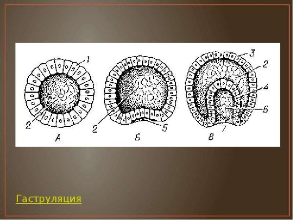 Бластуляция гаструляция нейруляция