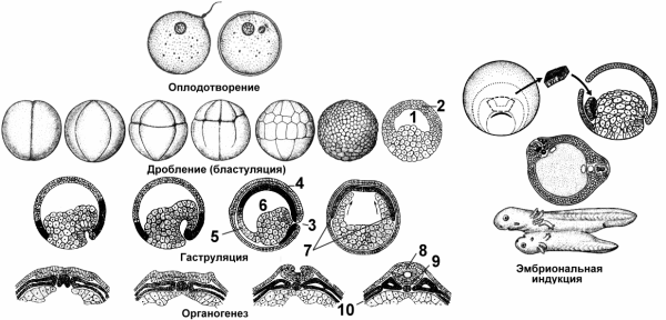Этапы эмбрионального развития дробление рисунок