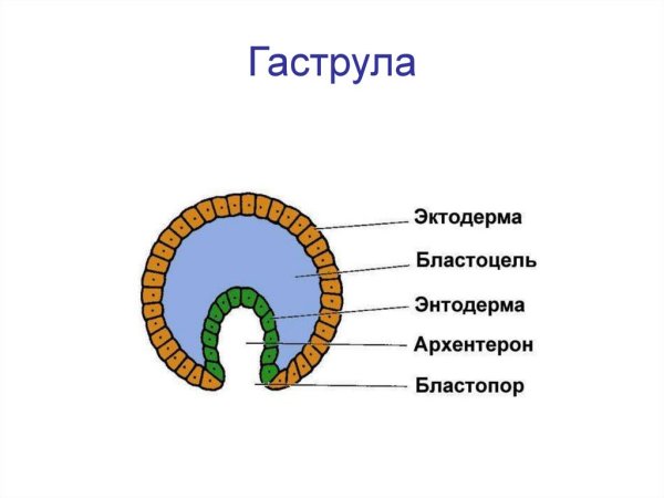Гаструла. Строение. С подписями.