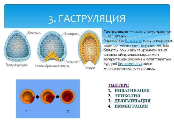 3. Гаструляция