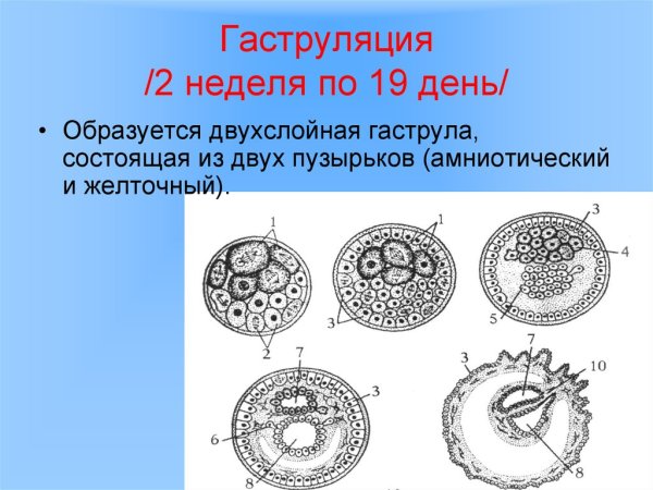Гаструляция схема