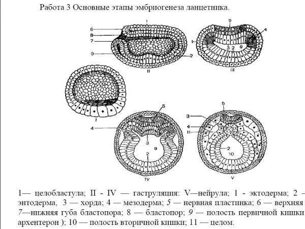 Этапы эмбрионального развития ланцетника