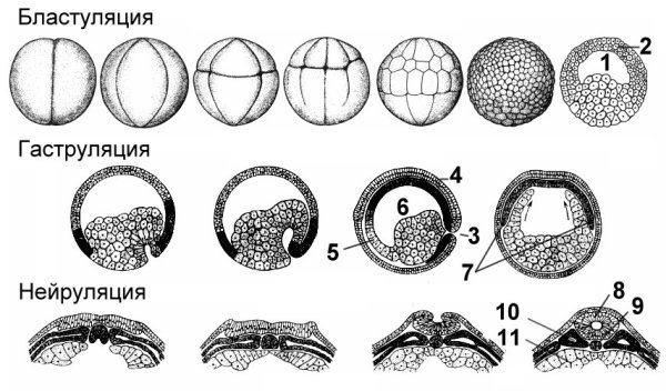 Стадии дробления зиготы лягушки