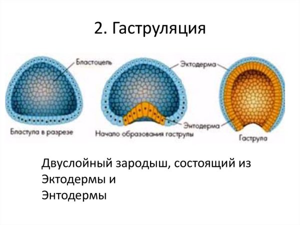 Стадиям эмбрионального развития гаструла
