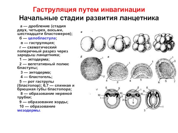 Схема дробления и образования бластулы