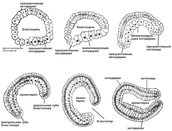 Способы гаструляции рисунок
