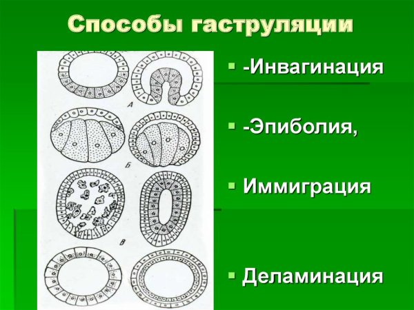 Инвагинация эпиболия деламинация иммиграция