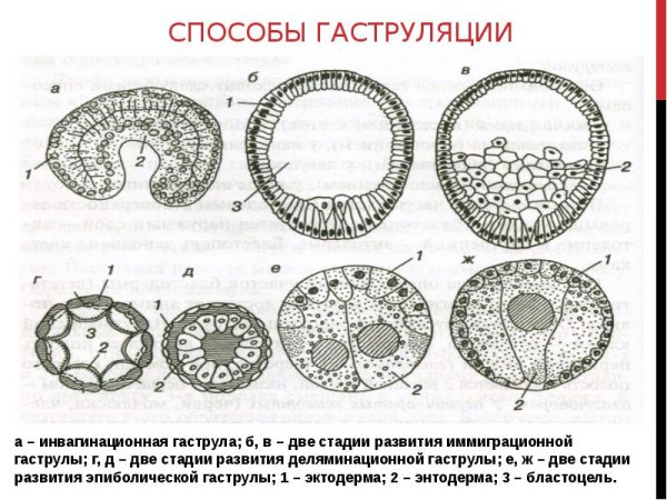 Гаструла эктодерма энтодерма мезодерма