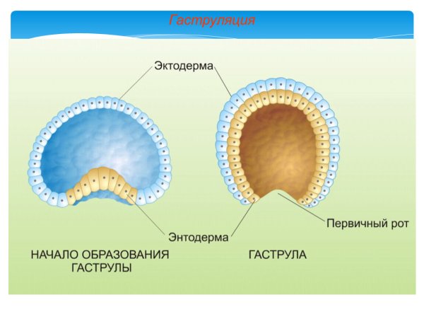 Гаструляция и нейруляция
