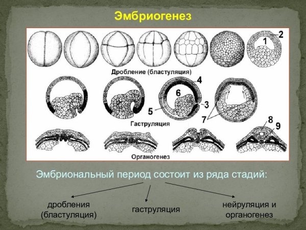 Зародыш бластула гаструла нейрула