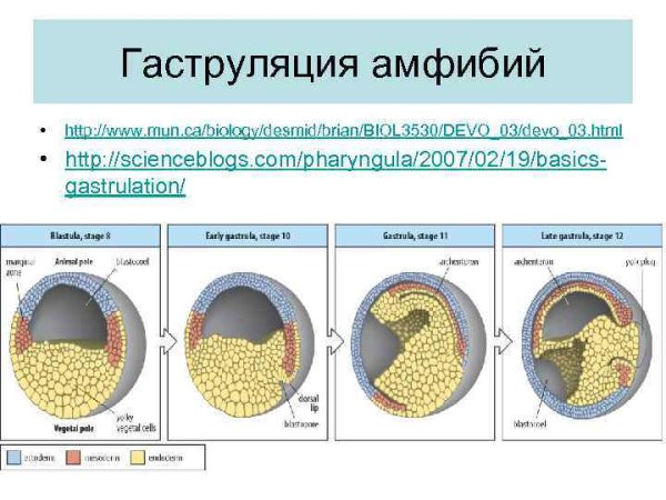 Гаструла полюса